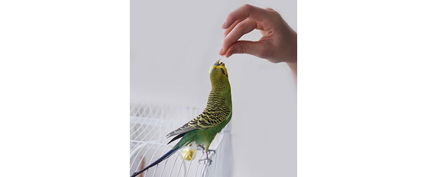 Products For Parrots